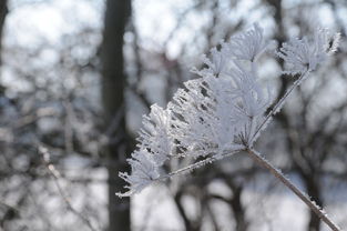哈尔滨大雪如约而至,城市、文化与自然的交响曲 哈尔滨大雪如约而至,城市、文化与自然的交响曲