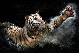 谁是真正的王者? 谁是真正的王者?