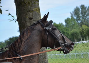 瑞安·巴贝尔,足球场上的传奇与启示 瑞安·巴贝尔,足球场上的传奇与启示