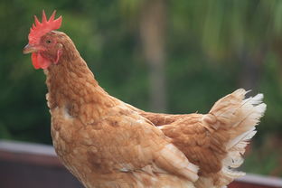 王树国，福耀科大8年制—让学生跳出内卷的怪圈