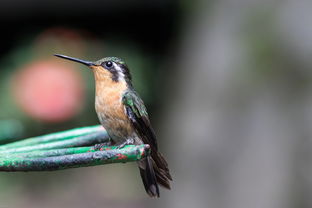 贵州疫情新动态，新增2例本土确诊病例，我们如何应对？