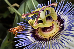 探索伤心蜜蜂，英语中的隐喻与文化意象