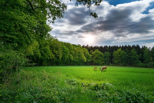 探索您附近的草皮销售点，一个指南