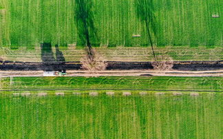 矮生草坪种子选择指南,打造理想草坪的秘诀 矮生草坪种子选择指南,打造理想草坪的秘诀