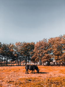 董宇辉，在选择的田野上，你终将看见自己的风景