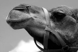 中国马友联盟,以马为媒,连接文化的纽带 中国马友联盟,以马为媒,连接文化的纽带