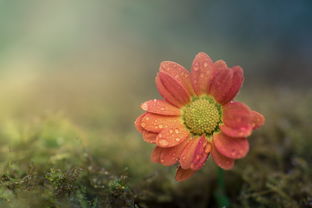 惟愿和顺致祥幸福美满——探寻生活的真谛 惟愿和顺致祥幸福美满——探寻生活的真谛