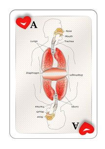 气胸,了解这一肺部疾病的真相 气胸,了解这一肺部疾病的真相