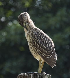 飞跃东方,中国Jordan广告的创意与影响力 飞跃东方,中国Jordan广告的创意与影响力