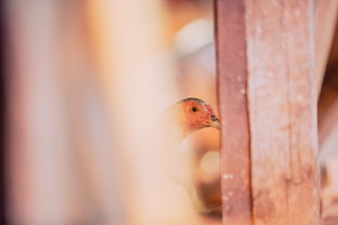 鸡你太美,网络文化现象背后的恐怖与幽默 鸡你太美,网络文化现象背后的恐怖与幽默