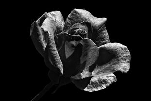 探索Untamed，自由与野性的深层含义