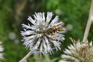 探索青虫英语，如何用生动的语言描述这个有趣的现象